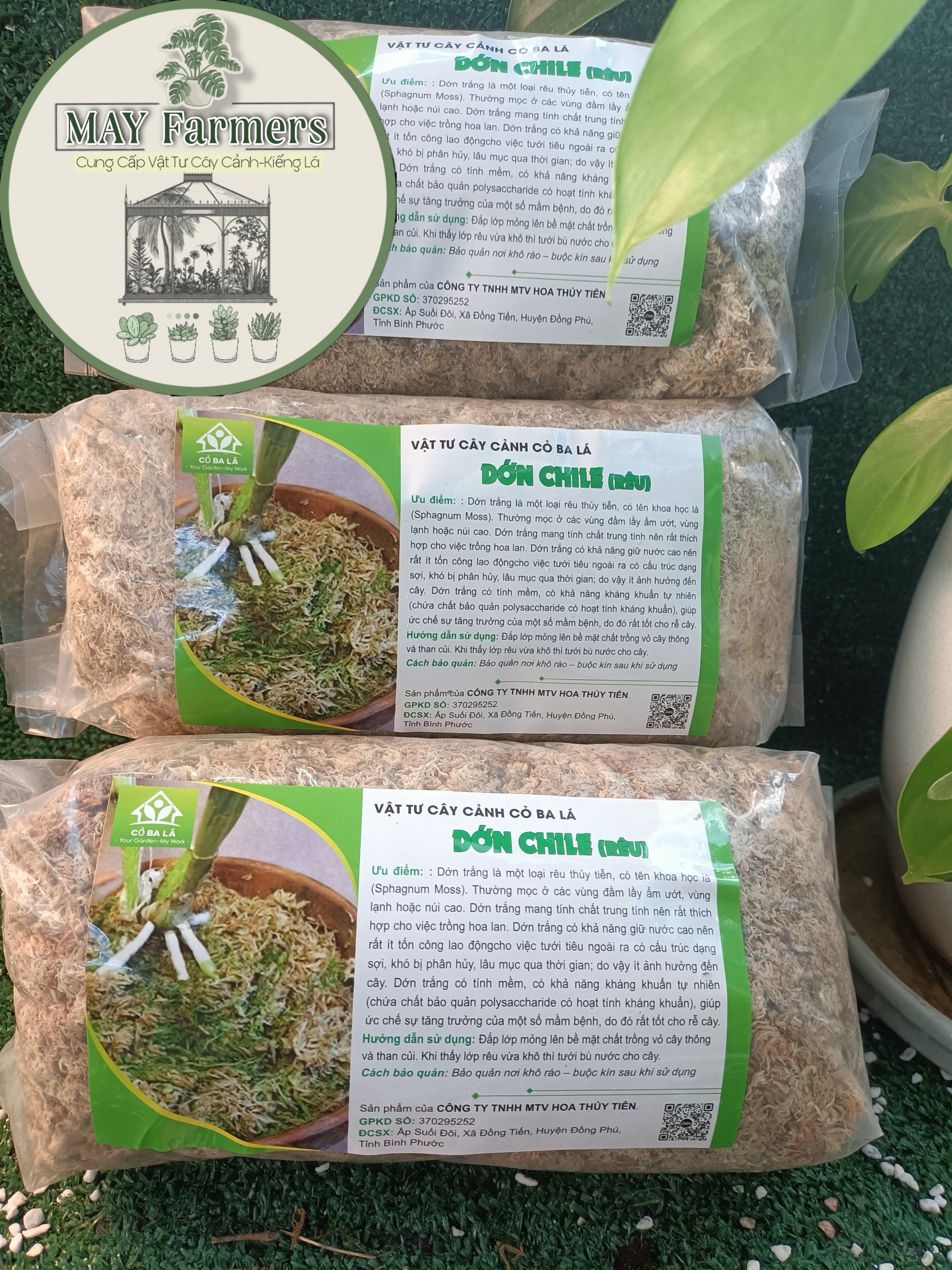 Dớn trắng chile chuyên dùng cho phong lan - kiểng lá