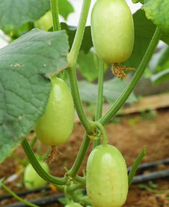 Japanese Cucumber Seeds For Indoor Planting - Non-Gmo, Fast
