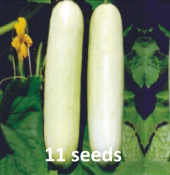 Condor Seeds - Hybrid Cucumber MALVAR WHITE F1 - 20pesos