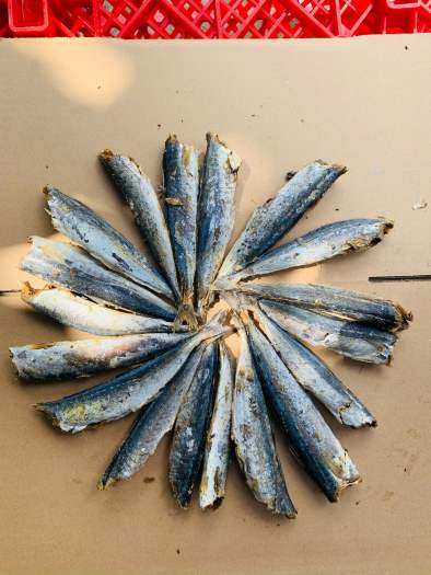 Cá Nục Đuôi Đỏ, Khô cá nục🌴loại ngon🌴không đầu, vị vừa ăn, thịt dai thơm, đảm bảo an toàn thực phẩm.