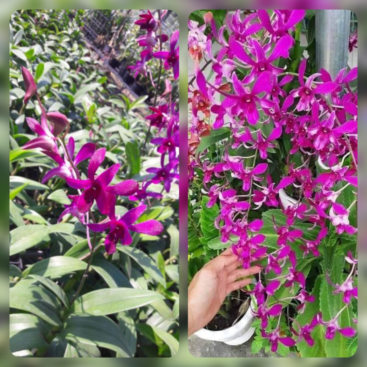 Dendro casared hàng cây giống dể trồng dể chăm sóc giá siêu rẻ