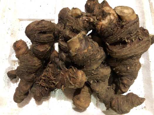 THẤT DIỆP NHẤT CHI HOA ( CỦ RẮN CẮN)