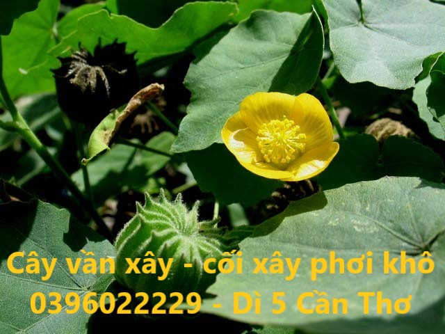 cây vần xây (coi xay) phơi khô 1 ký - sản phẩm khô sạch bụi bậm
