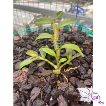 Lan Phi Điệp *SHIP NGUYÊN CHẬU* Hồng Yên Thủy - Hồng Mỹ Nhân - MInh Châu -  Ắ Hậu [ Hàng Tuyển Chọn ]