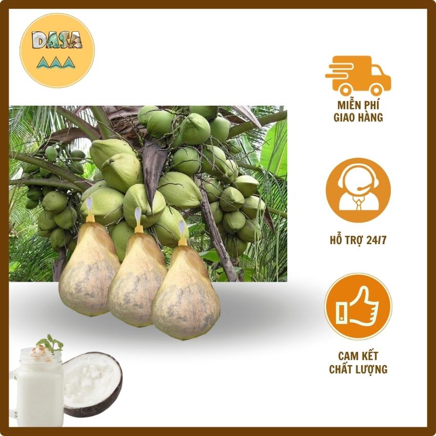 Dừa sáp bi đặc sản thương hiệu Trà Vinh loại sáp bi bao ngon Dasa_MT91 D001 đặc sản cầu kè trà vinh, cơm rất mềm, vị béo tự nhiên, ít đường, giàu vitamin E, dừa sáp giá rẻ