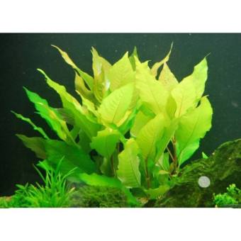 Cây thủy sinh Đại Liễu lùn