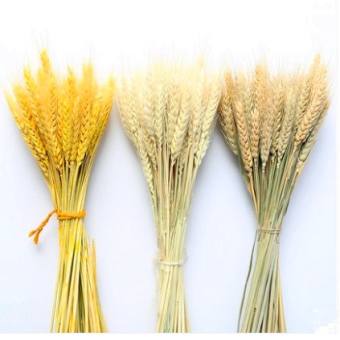 Bông lúa mạch vàng sấy khô tự nhiên, bông lúa tài lộc trang trí