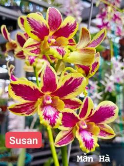 denro chớp susan hàng cây giống