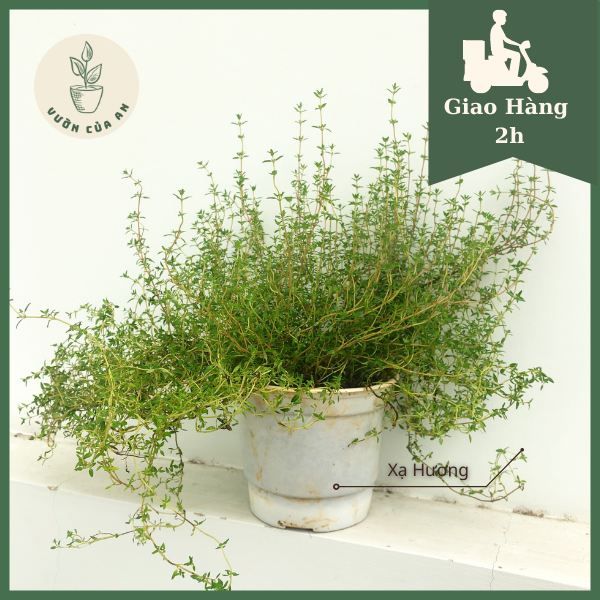 Chậu Cây Cỏ Xạ Hương - Thyme, Cây khỏe, trưởng thành, giao hàng ngay , cây gia vị Âu, cây thảo dược, cây hương liệu