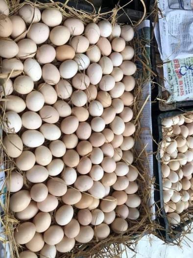 Trứng gà ta lộn siêu ngon