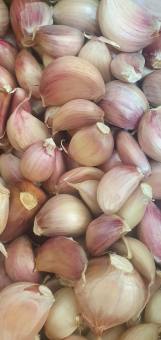 1000 g TỎI TÉP TÍM TO khô chắc loại 1, tuyển chọn từng tép đảm bảo không hư ốp