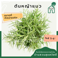 หญ้าแมว ไผ่เงิน สุนัข แมว กระต่ายชอบมาก ขจัดก้อนขนในกระเพาะอาหาร กระถาง 5-6 นิ้ว
