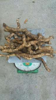 Ba kích vàng LOẠI 1 1kg