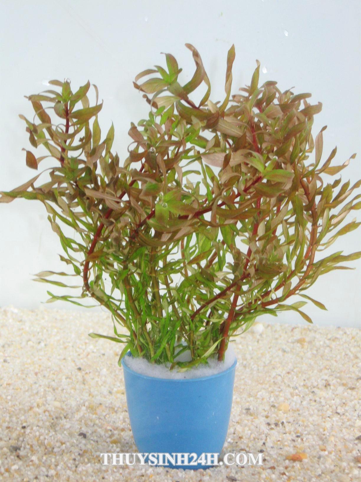 Hoàng thái dương xoắn.thuỷ sinh (15 nhánh)