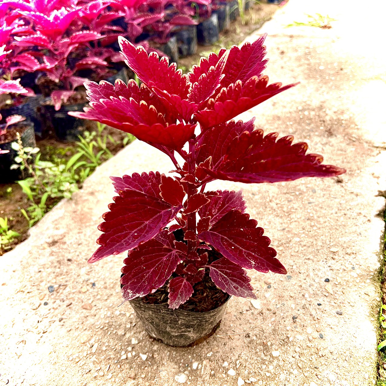 Cây lá gấm đỏ cao 20cm