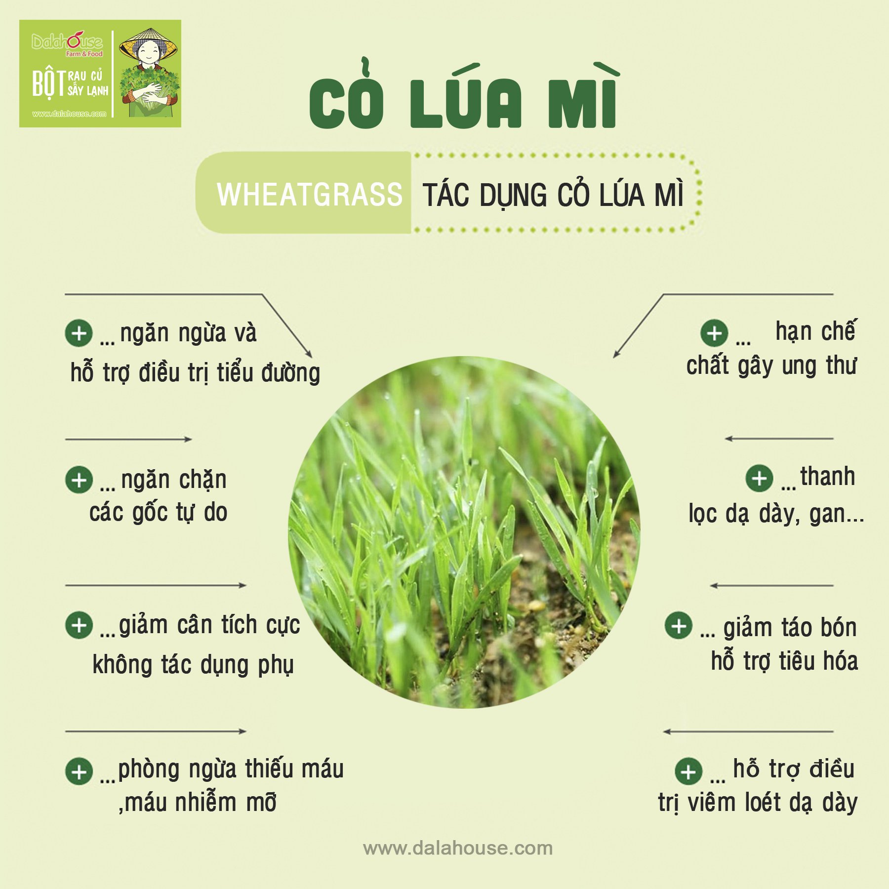 Bột Cỏ Lúa Mì Nguyên Chất Sấy Lạnh Dalahouse - Ngăn Ngừa Tiểu Đường, Phòng Ngừa Máu Nhiễm Mỡ - Lon 120gr