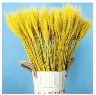 100 nhánh Lúa mì lớn Hoa khô Lúa mạch thật cho trang trí party