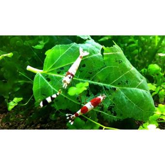 Lá dâu tằm tươi cho tép ăn - 20 lá