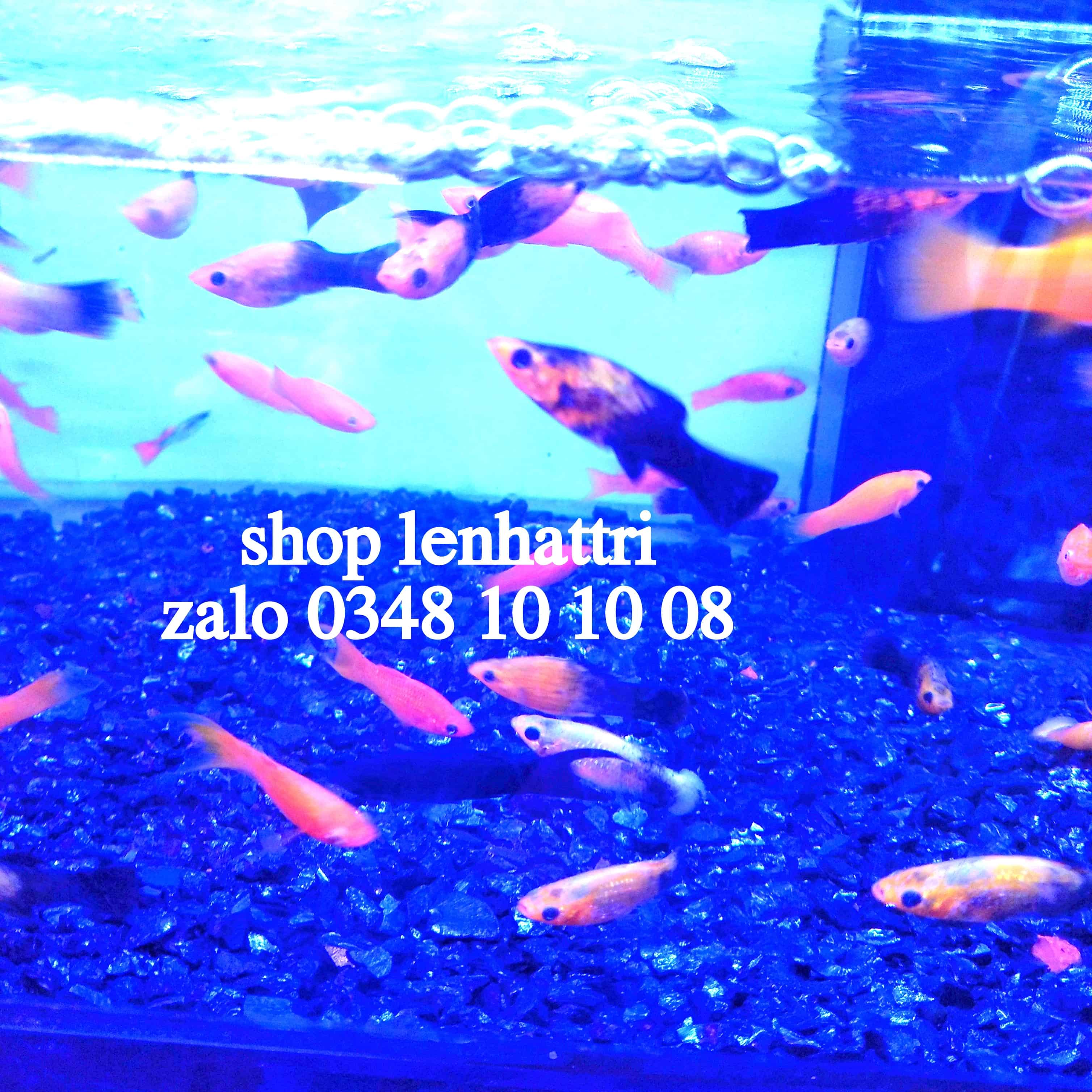 Than hoạt tính lọc bể cá hồ thủy sinh 1kg