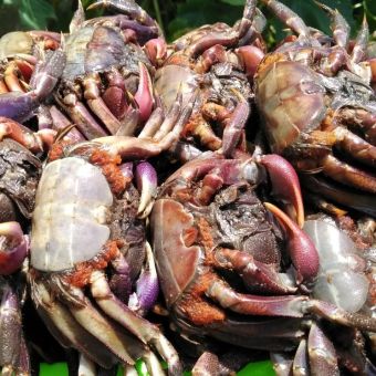 1 KG MẮM BA KHÍA NGUYÊN CON ĐẶC SẢN RẠCH GỐC BẠC LIÊU