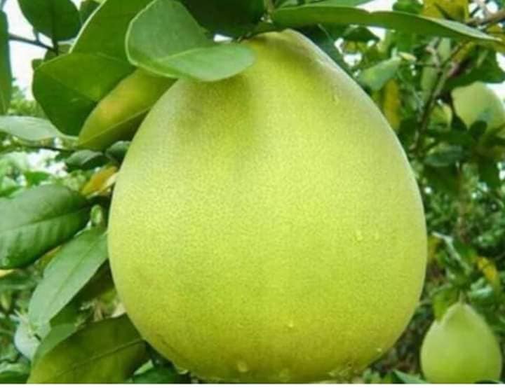 Cây giống bưởi năm roi