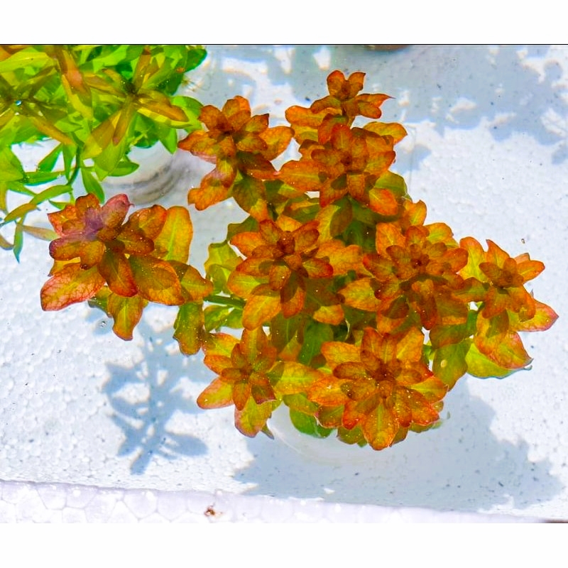 DIỆP TÀI HỒNG LÁ CAM (12 nhánh)