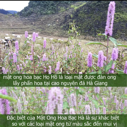 2 LÍT = 4 CHAI 500ml Mật Ong Bạc Hà Đồng Văn - Hà Giang, 100% Nguyên Chất