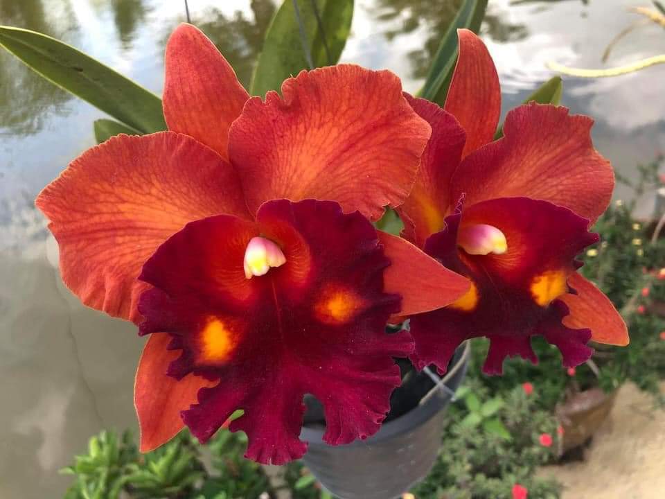 Cattleya Gurgent Kloop - chậu trưởng thành
