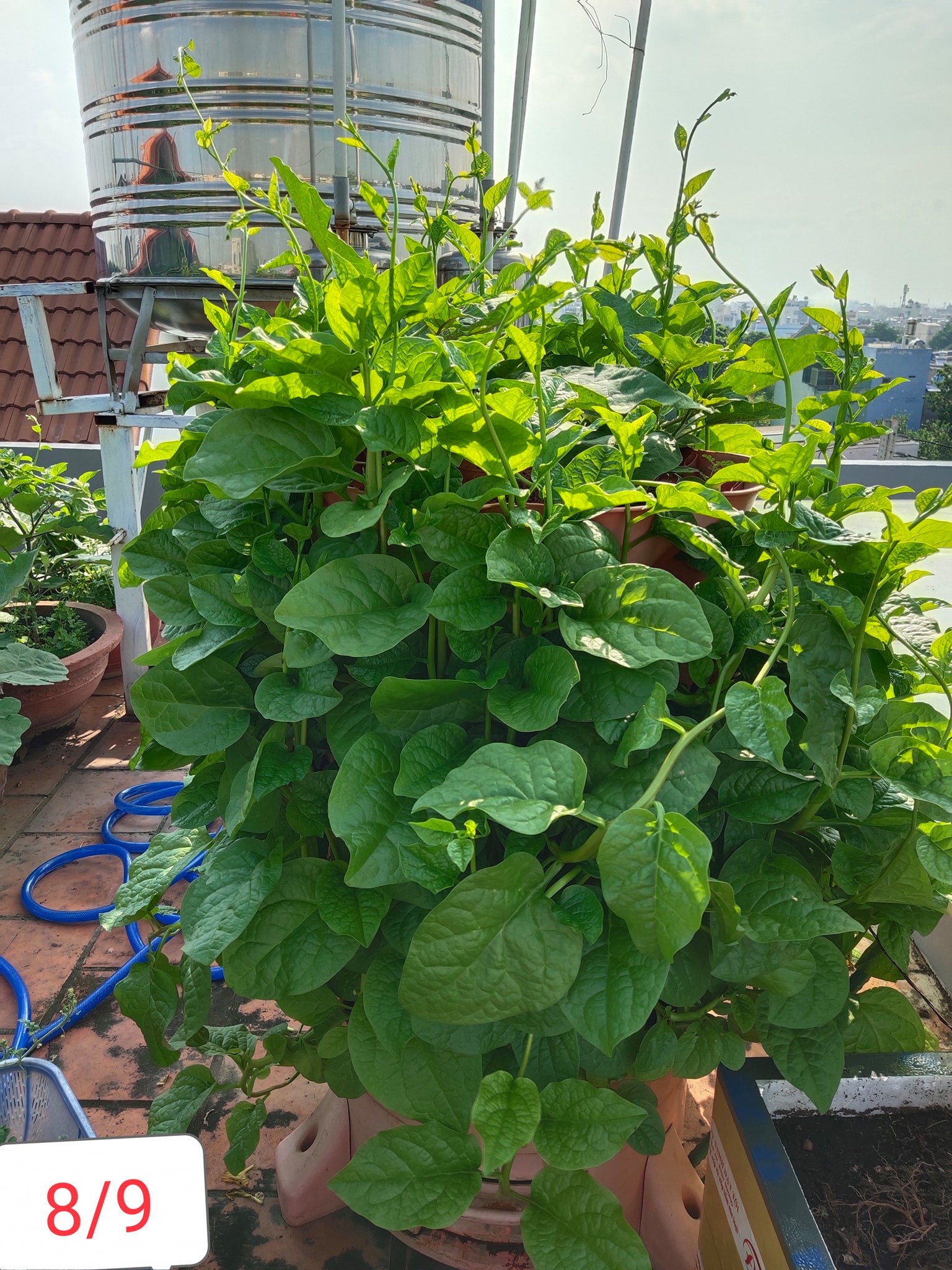 [HCM]Combo 4 tháp trồng rau hữu cơ