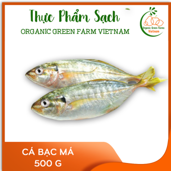 Cá bạc má (500g) - [Giao nhanh TPHCM]