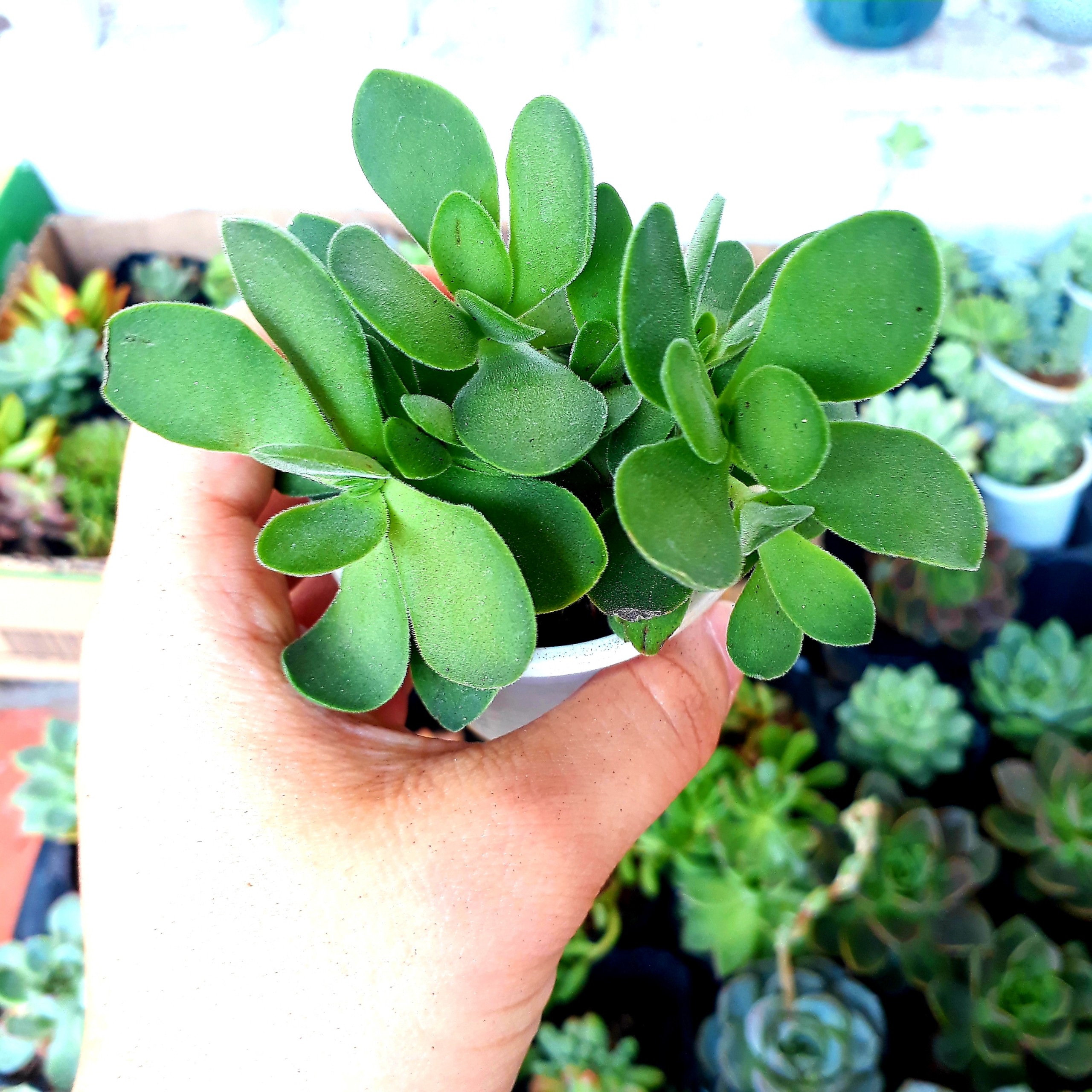 Sen đá thạch bích freeship xuất xứ việt nam - sen đá siêu đẹp đã thuần khí hậu, lỗi 1 đổi 1 - senda garden