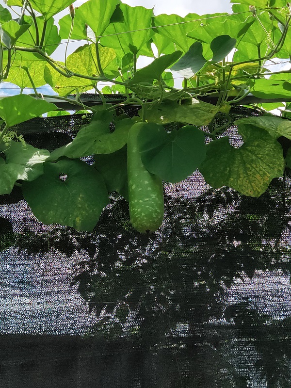 Hạt giống bầu sao trái dài