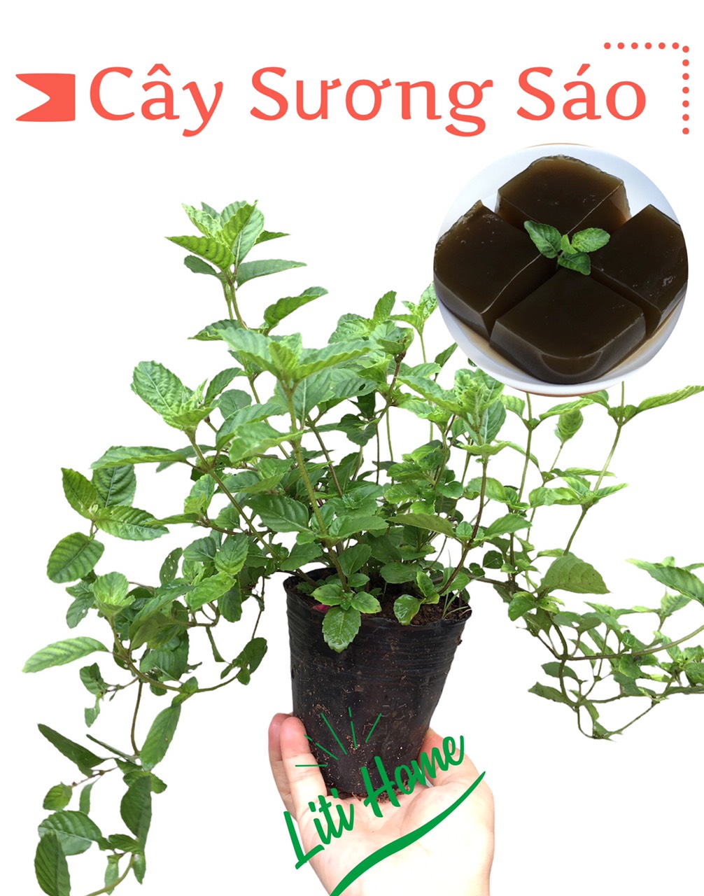 Cây sương sáo (1 cây), cây đem nấu làm thạch, Phơi khô làm trà, tốt cho sức khỏe, tặng phân trùn quế