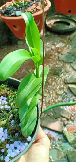 Hoa phong lan - ám lá nhựa địch quả( cao 25cm, bộ rễ khỏe, trồng thuần tự nhiên)