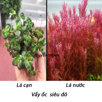 Cây Cắt Cắm Vảy Ốc Siêu Đỏ 15 ngon - Rotala Colorala- CÂY THỦY SINH LÁ CẠN