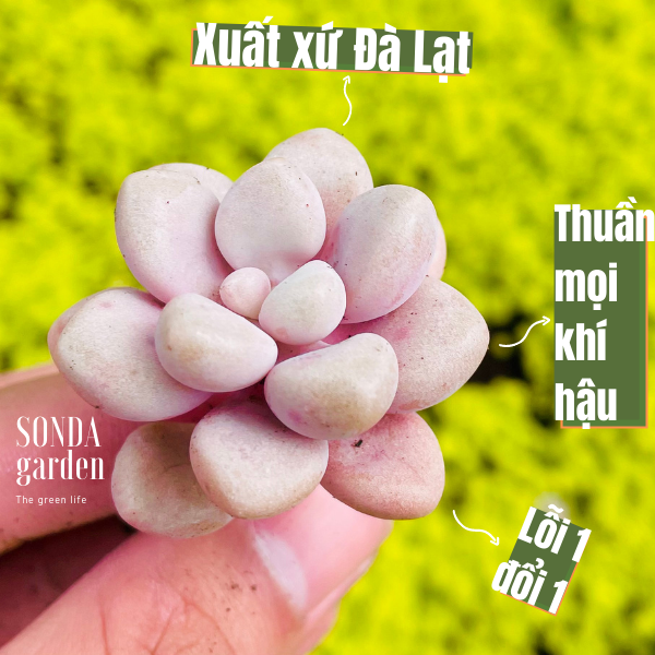 Sen sỏi hường size mini lỗi 1 đổi 1