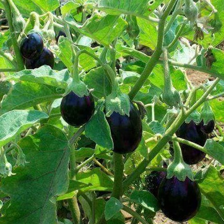 [Seeds] Hạt giống Cà tím trái tròn Rado125, đóng gói 0.5gr