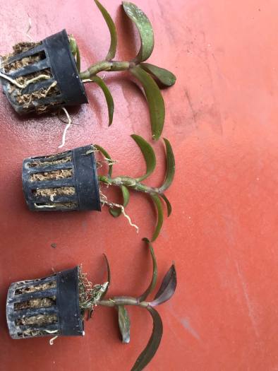 Phi Điệp 5 Cánh Trắng Võ Tòng hàng giống