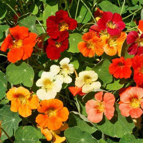Hạt giống hoa sen cạn rủ mix màu nhập khẩu - 20 hạt