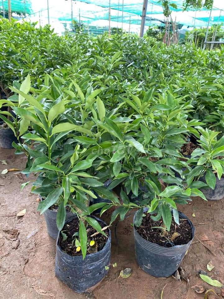 Cây quất ngọt Mỹ cao 60-80cm giống chuẩn