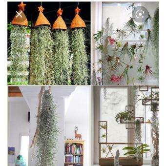 Cây không khí Tóc Tiên (Tillandsia) chùm nhỏ lọc khọng khí trang trí nhà cửa tạo không gian xanh mát