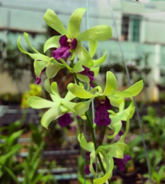 Denro nắng Tre xanh