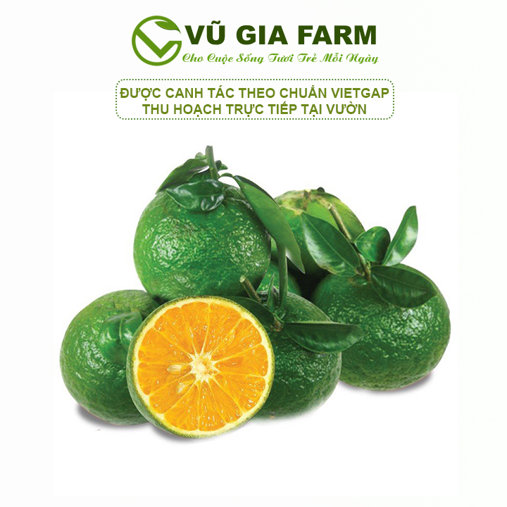 Vg farm cam sành nguyên trái mọng nước