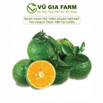VG FARM  Sành Nguyên Trái Mọng Nước (1KG)