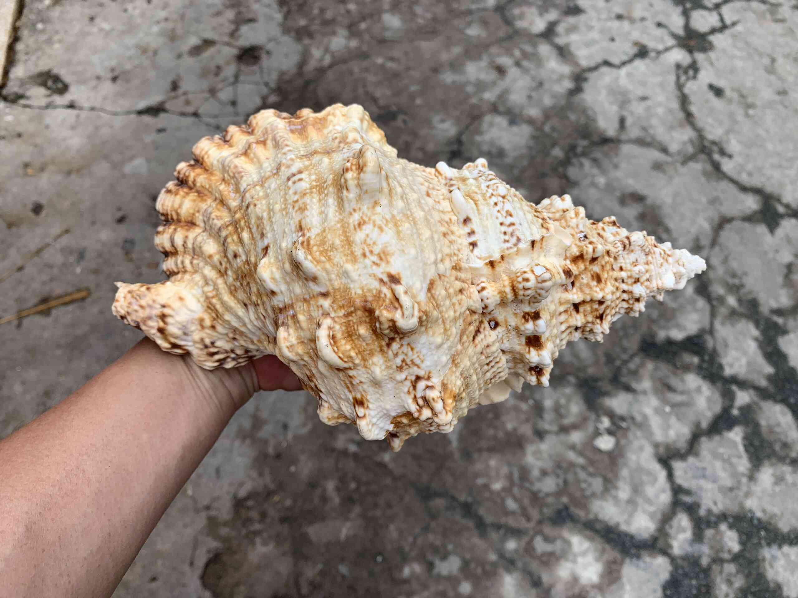 2 VỎ ỐC TÙ VÀ GAI, trang trí nhà cửa, bàn làm việc, bể cá cảnh, quà lưu niệm, chậu trồng xương rồng sen đá, cây cảnh để bàn