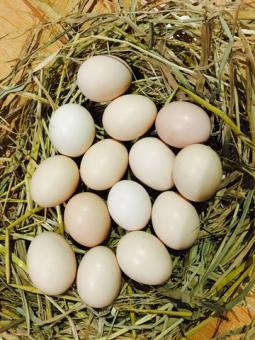 Trứng gà ta (trứng gà quê) 10 quả #trungga