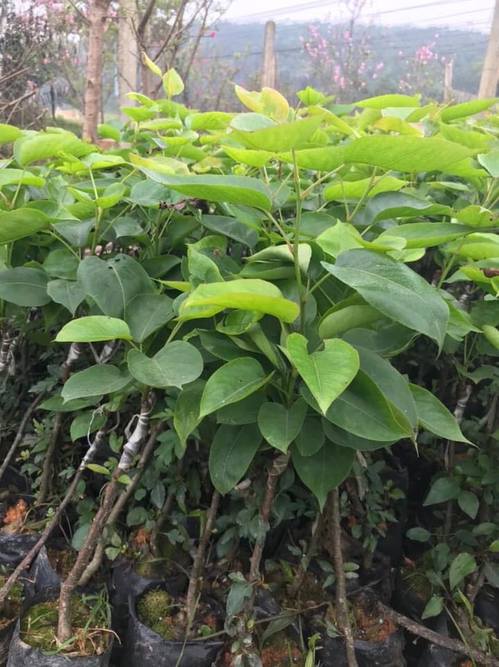 Cây giống hồng giòn không hạt