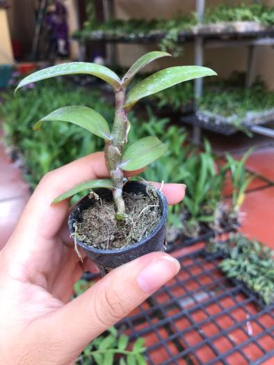 Phi Điệp 5 Cánh Trắng Võ Tòng hàng giống