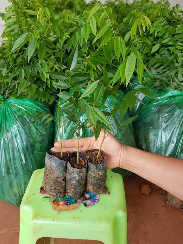 Cây sưa đỏ khỏe mạnh, dễ trồng kinh tế cao