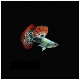 Cá 7 màu rồng đỏ bds ( 1 cặp trống+ mái làm giống) dễ nuôi không cần sủi oxy, hoàn tiền khi có rủi ro do vận chuyển - Q3